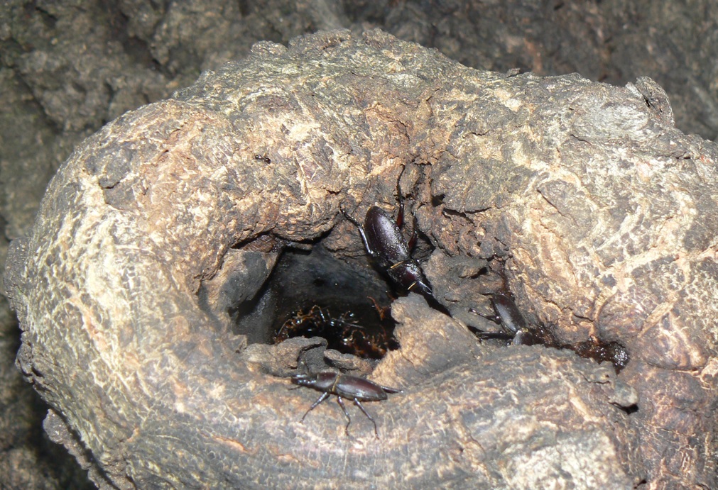 団地前のクヌギ_正面の洞_コクワガタ3♂ 2021年7月12日 19時25分頃 気温28度